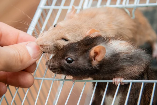 Handen Ger Mat Till Svarta Och Vita Råttor Som Kryper — Stockfoto