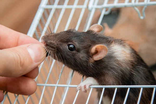 Handen Ger Mat Till Svarta Och Vita Råttor Som Kryper — Stockfoto