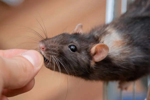 Een Menselijke Hand Geeft Een Zaadje Aan Een Zwarte Rat — Stockfoto