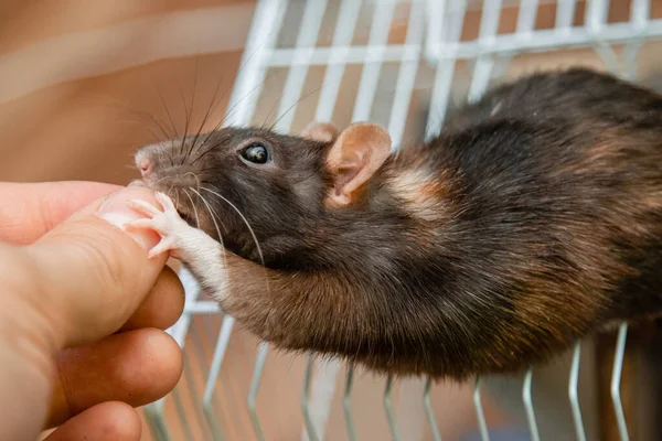 Mänsklig Hand Ger Ett Frö Till Svart Råtta Nyfiken Gnagare — Stockfoto