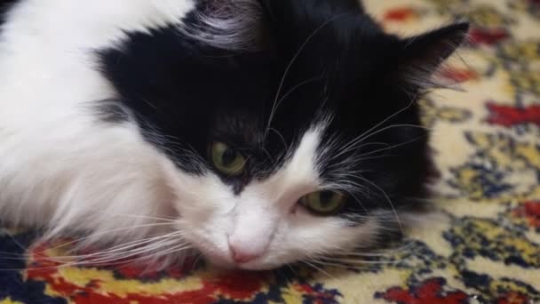 カーペットの上に横たわる猫の顔のクローズアップとカメラと側面への目で見て — ストック動画