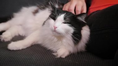  Büyük siyah beyaz bir kediyi okşayan kadın ellerini kapat. Kız evcil hayvanı okşuyor. Kedi okşamayı sever..