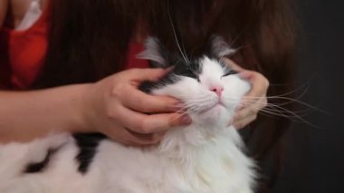  Büyük siyah beyaz bir kediyi okşayan kadın ellerini kapat. Kız evcil hayvanı okşuyor. Kedi okşamayı sever..