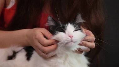  Büyük siyah beyaz bir kediyi okşayan kadın ellerini kapat. Kız evcil hayvanı okşuyor. Kedi okşamayı sever..
