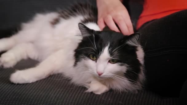 Großaufnahme Weiblicher Hände Die Eine Große Schwarz Weiße Katze Streicheln — Stockvideo