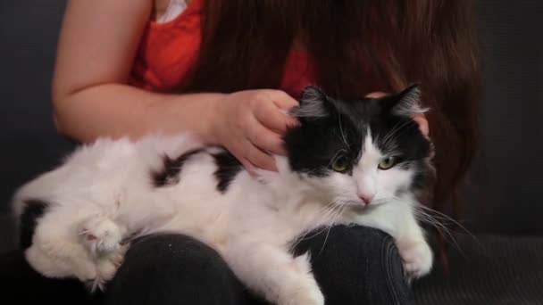 一只黑白相间的大猫被雌性手紧紧地抚摸着 女孩爱抚宠物 这只猫喜欢摸人 — 图库视频影像