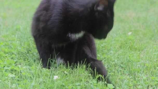 Den Svarta Katten Slickar Sina Tassar Och Tvättar Sig Medan — Stockvideo