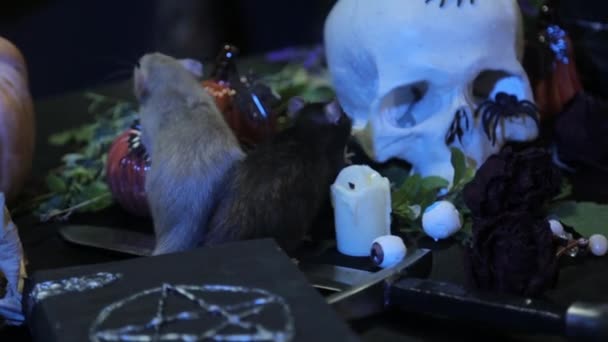 Dans Noir Deux Rats Noir Blanc Rampent Sur Une Table — Video