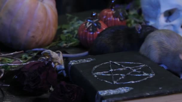 黑暗中 两只黑白相间的老鼠爬上一张桌子 桌上有南瓜 骷髅和香草 万圣节魔桌的概念 — 图库视频影像