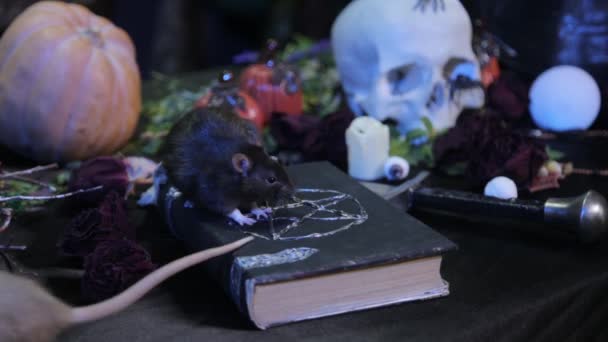 Dans Noir Deux Rats Noir Blanc Rampent Sur Une Table — Video