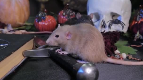两只黑白相间的老鼠爬上一张桌子 桌上有南瓜 骷髅和香草 万圣节魔桌的概念 — 图库视频影像