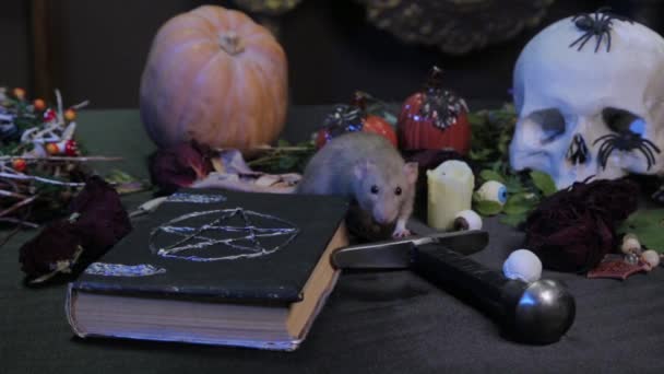 黑暗中 两只黑白相间的老鼠爬上一张桌子 桌上有南瓜 骷髅和香草 万圣节魔桌的概念 — 图库视频影像