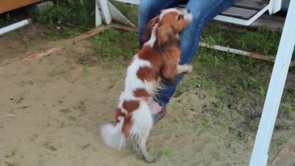 스패니얼 강아지는 사람의 다리로 관계를 갖는다 — 비디오