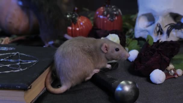 Een Donkere Kamer Zit Een Witte Rat Een Tafel Naast — Stockvideo