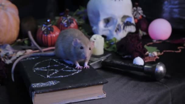 Een Donkere Kamer Zit Een Witte Rat Een Tafel Naast — Stockvideo