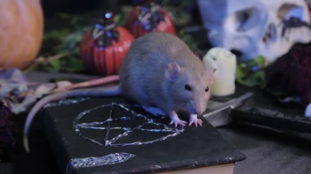 Een Donkere Kamer Zit Een Witte Rat Een Tafel Naast — Stockvideo