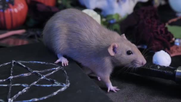 Een Donkere Kamer Zit Een Witte Rat Een Tafel Naast — Stockvideo