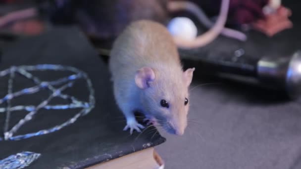 Einem Dunklen Raum Sitzt Eine Weiße Ratte Auf Einem Tisch — Stockvideo