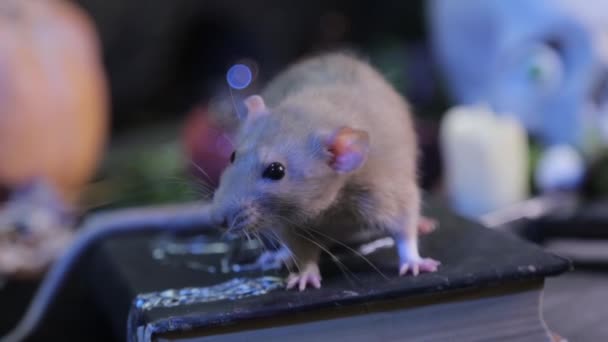 Een Donkere Kamer Zit Een Witte Rat Een Tafel Naast — Stockvideo