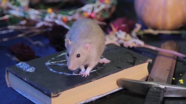Een Donkere Kamer Zit Een Witte Rat Een Tafel Naast — Stockvideo