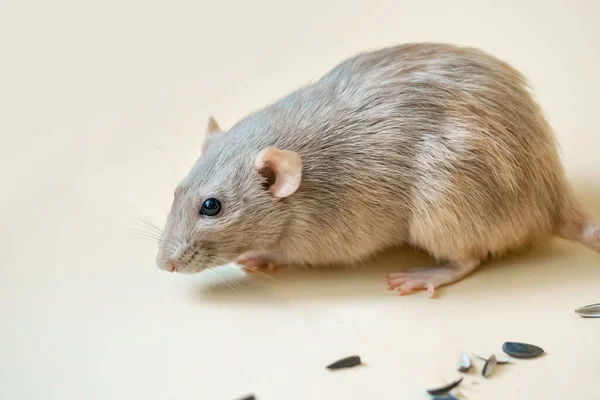 Close White Rat Dumbo Breed Light Yellow Background Sunflower Seeds — Stock Photo, Image