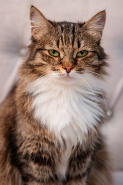 Kanepede tüylü bir kedi oturuyor..