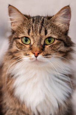 Kanepede tüylü bir kedi oturuyor..