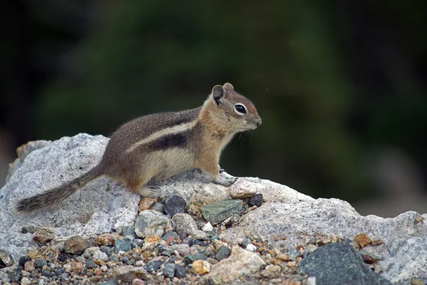 Streifenhörnchen — Stockfoto