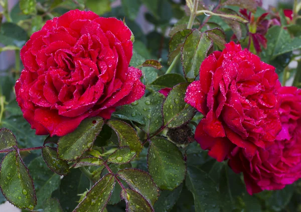Rosée sur rose rouge — Photo