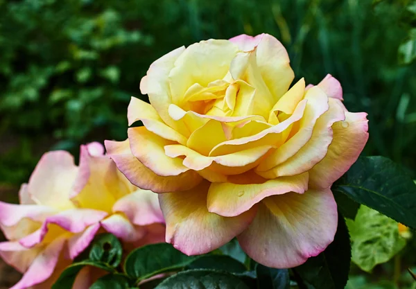 Rose des fleurs — Photo