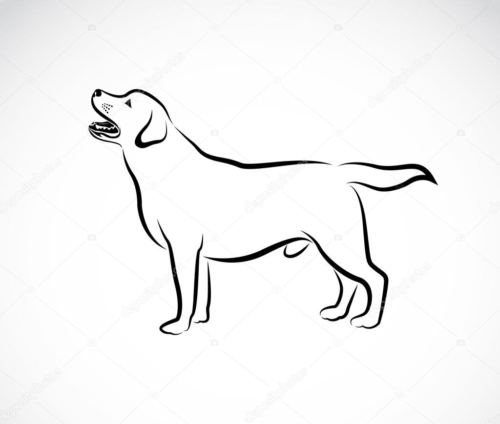 Vector image of an dog labrador on white background