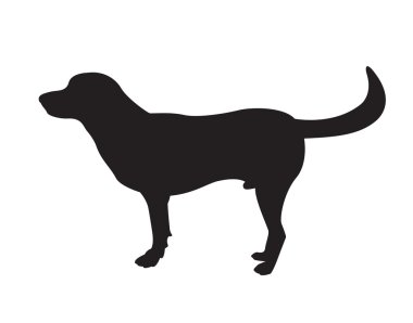 Beyaz arkaplanda bir köpek labradorunun vektör görüntüsü