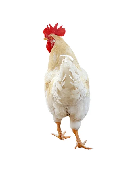 Image de poulet isolé sur fond blanc. — Photo