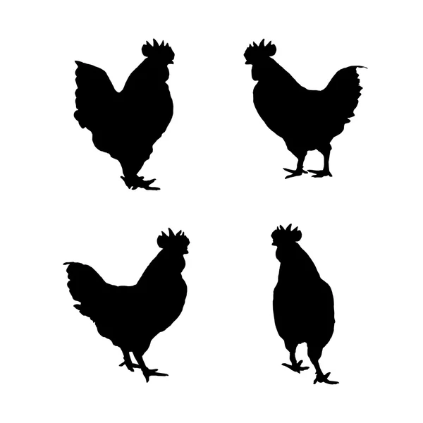 Imagen vectorial de un pollo sobre un fondo blanco . — Vector de stock