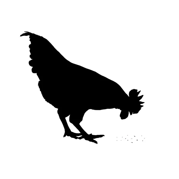 Imagen vectorial de un pollo sobre un fondo blanco . — Archivo Imágenes Vectoriales