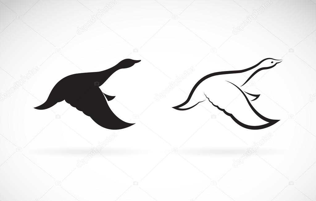 Vector image of an flying wild duck on white background