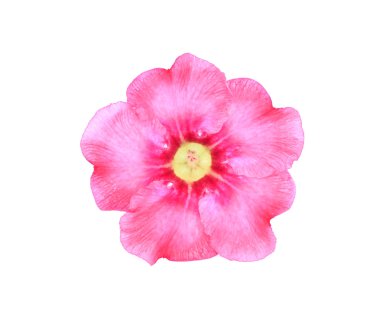 Beyaz arka plan üzerinde izole tek açelya çiçekleri