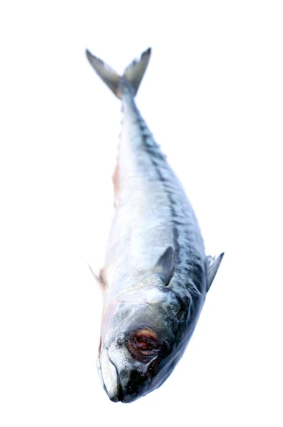 Bild von frischem Saba-Fisch auf weißem Hintergrund. — Stockfoto
