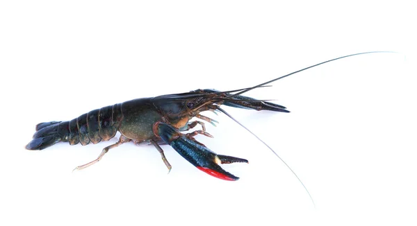 Gambar lobster diisolasi pada latar belakang putih . — Stok Foto