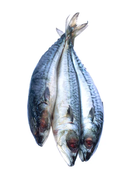 Bild von frischem Saba-Fisch auf weißem Hintergrund. — Stockfoto