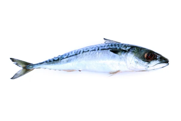 Bild von frischem Saba-Fisch auf weißem Hintergrund. — Stockfoto