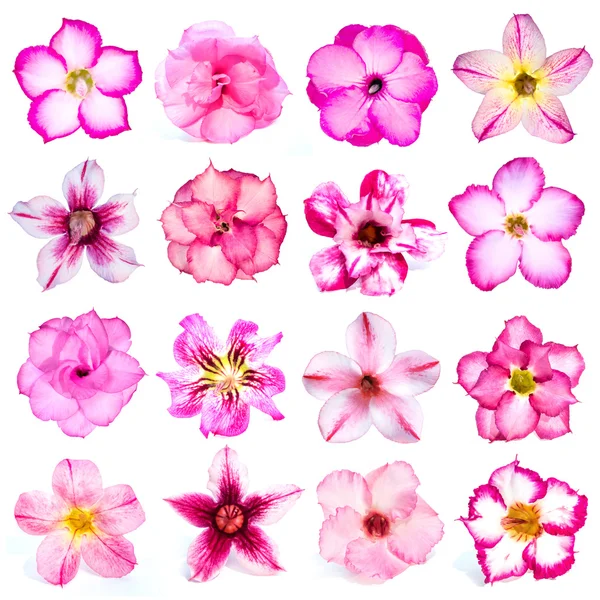 Collezione di fiori rosa isolati su sfondo bianco . — Foto Stock