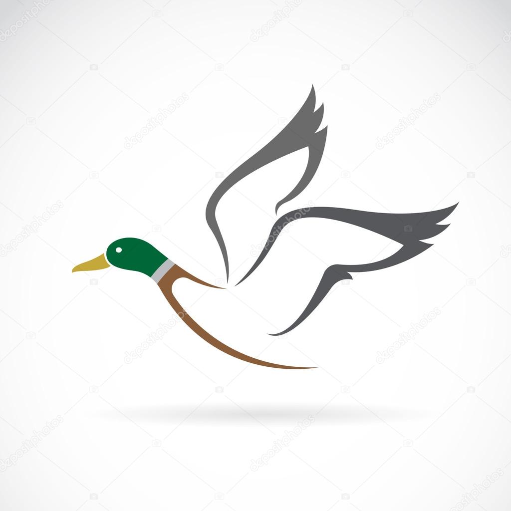 Vector image of an flying wild duck design on white background.
