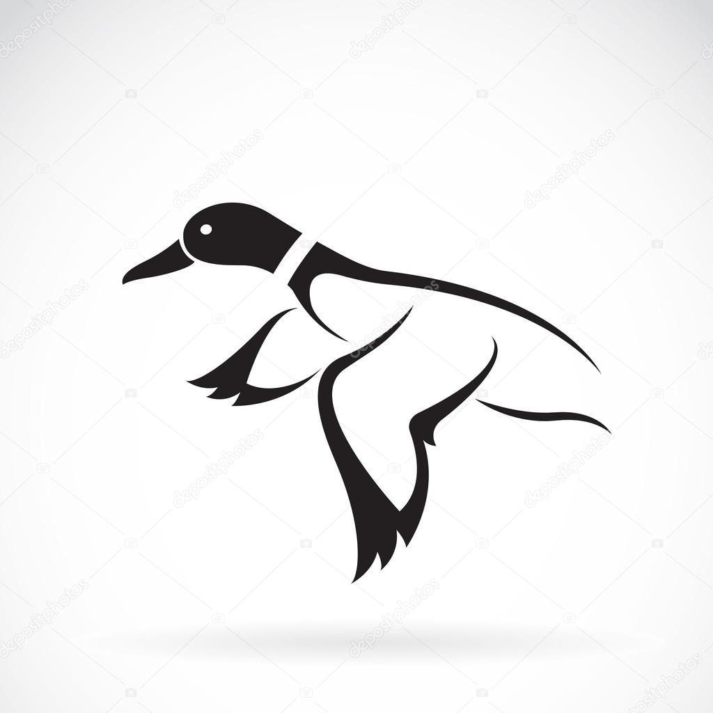 Vector of flying wild duck design on white background.