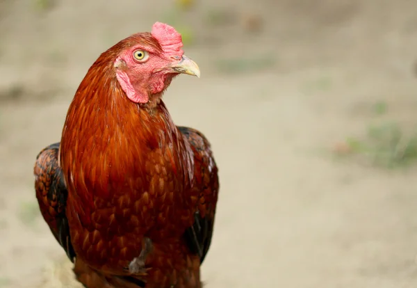 Citra ayam jantan berwarna-warni pada latar belakang alam — Stok Foto