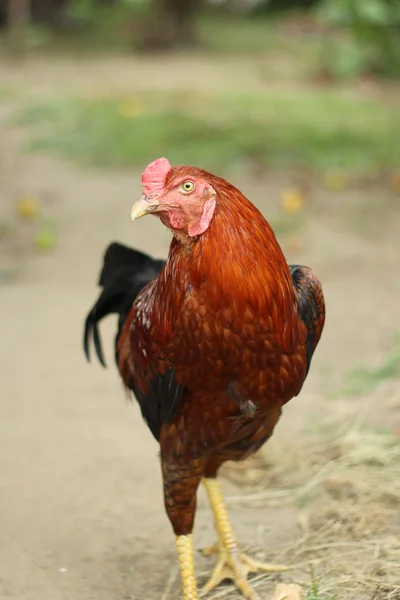 自然の背景にカラフルな鶏のイメージ — ストック写真