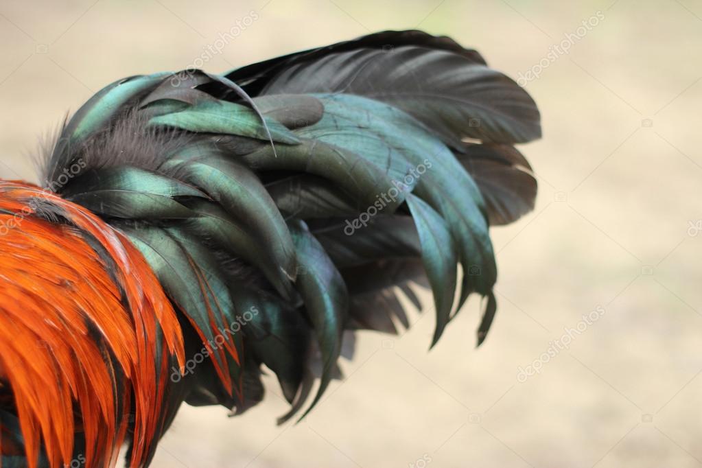 Image of rooster tail on nature background — Stock Photo © yod67 #119157828