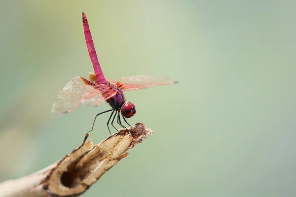 Bild einer Libelle, die auf einem Ast hockt — Stockfoto