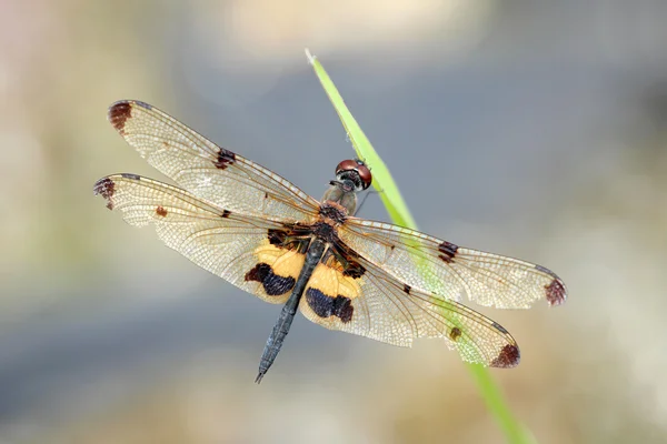 Bild der Libelle thront auf grasgrünem Grund — Stockfoto