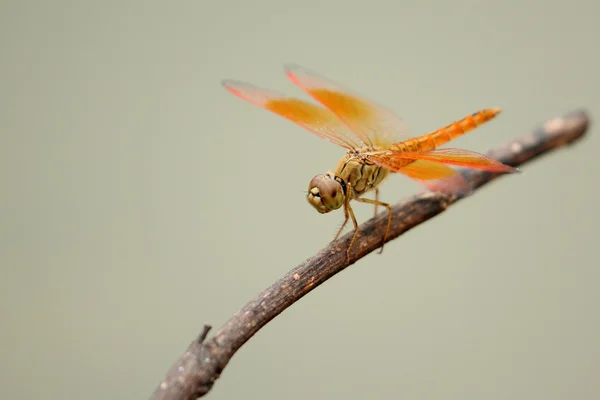 Bild einer Libelle, die auf einem Ast hockt — Stockfoto